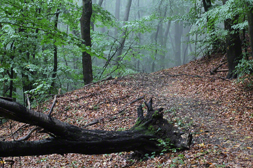 Weg im Nebel