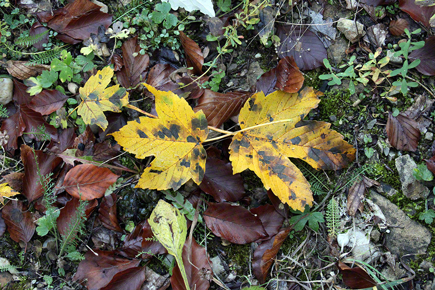 Zwei Herbstblätter