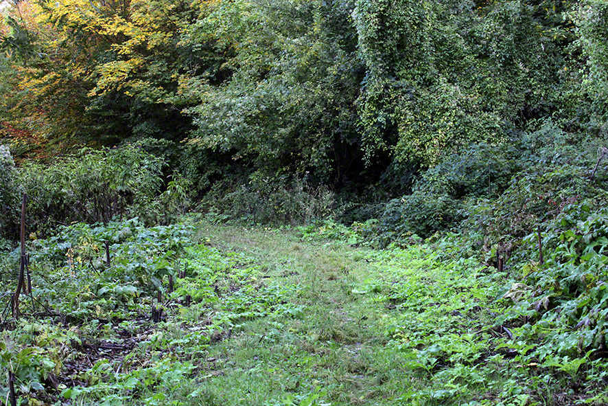 grüner Weg