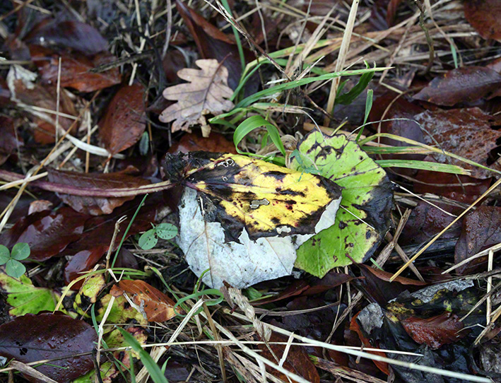 Blatt-Stilleben