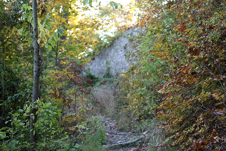überwucherte Mauer