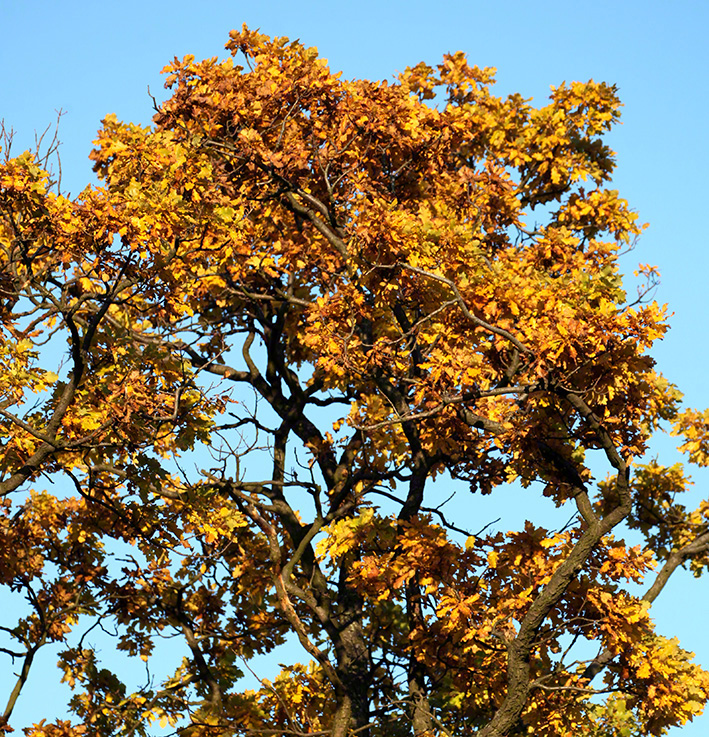 Herbstlaub vor blauem Himmel