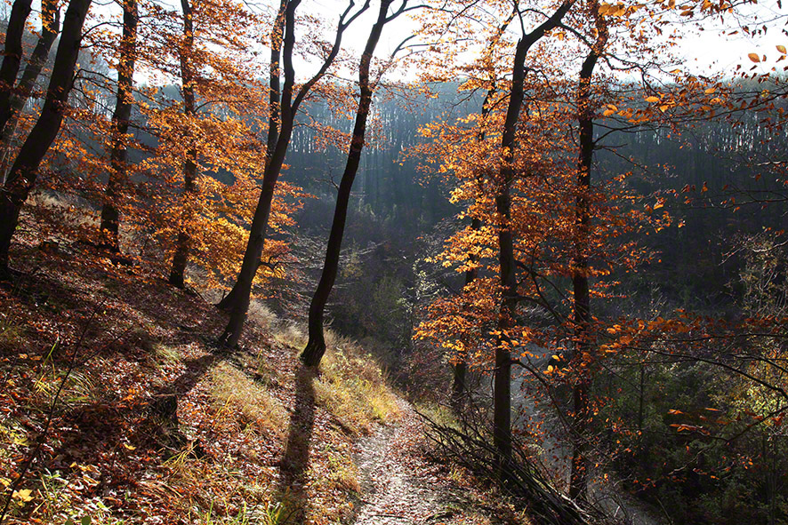 Wienerwald im Gegenlicht, Herbstlaub