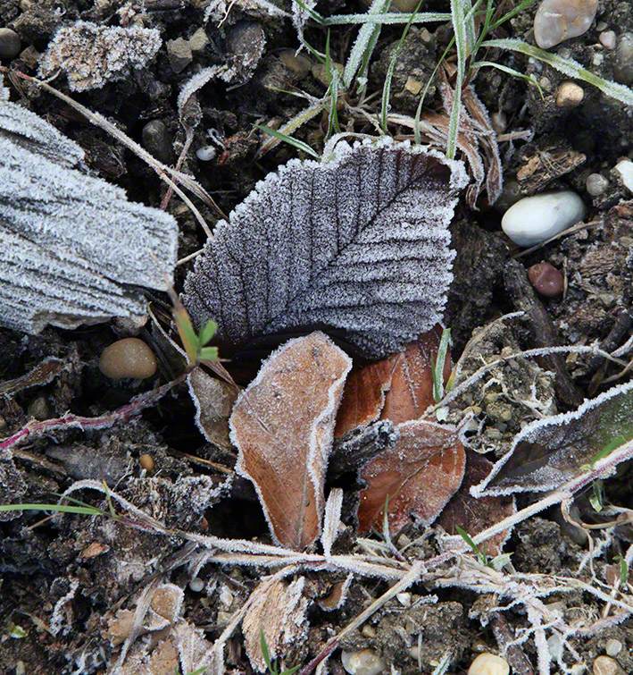 wienerwald, Herbstlaub im Frost