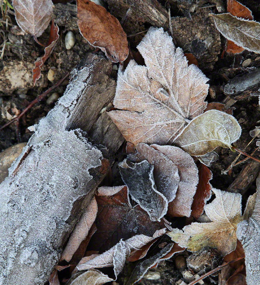 wienerwald, Herbstlaub im Frost