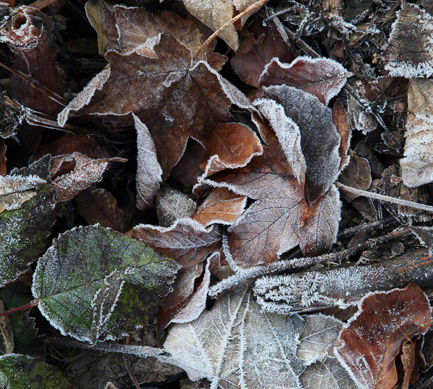 wienerwald, Herbstlaub im Frost