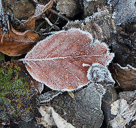 Wienerwald, Blätter im Frost
