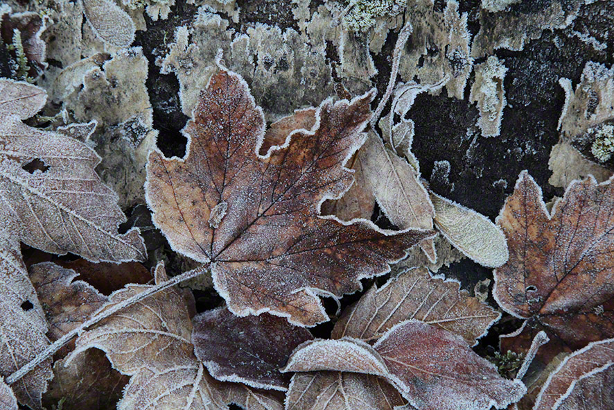 wienerwald, Herbstlaub im Frost