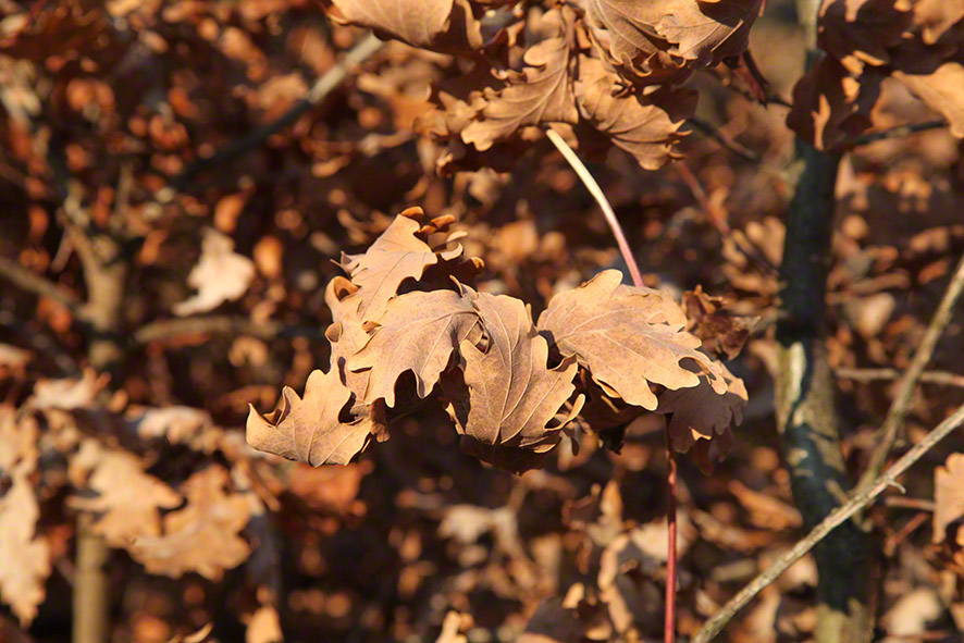 Wienerwald, Herbstlaub