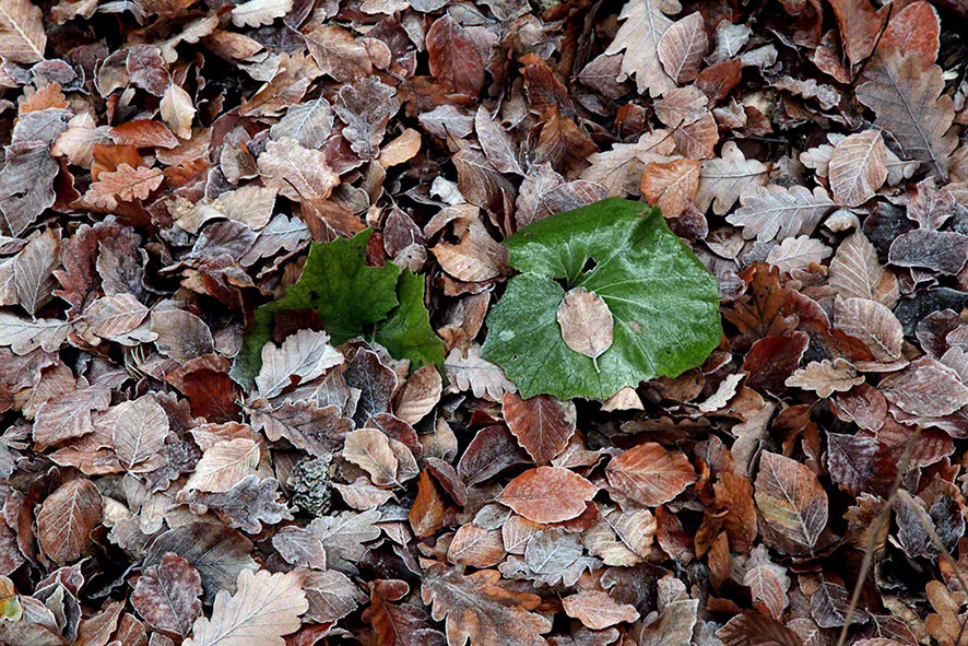 Wienerwald, Herbstlaub