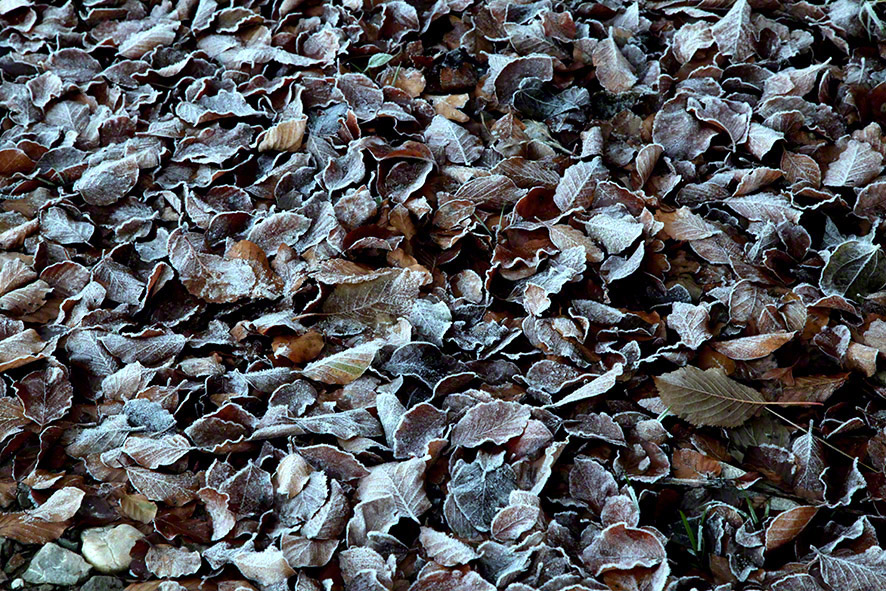 wienerwald, Herbstlaub im Frost