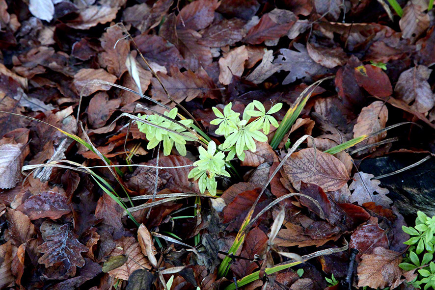 Wienerwald, Herbstlaub
