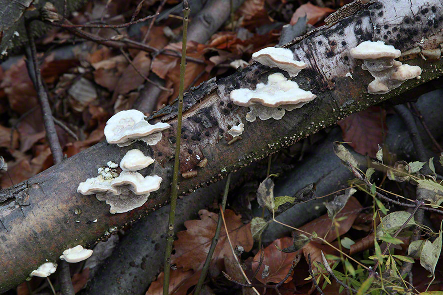 Wienerwald, Rinden-Frostbilder