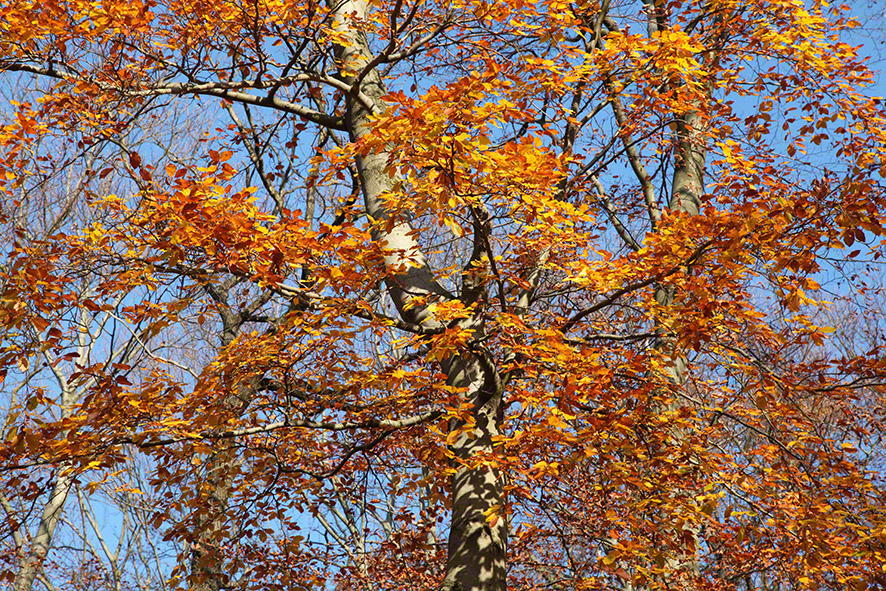 Wienerwald-Wanderweg im Herbst