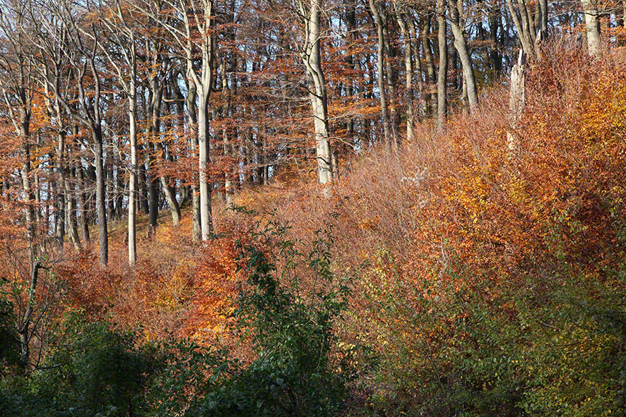 Wienerwald-Wanderweg im Herbst