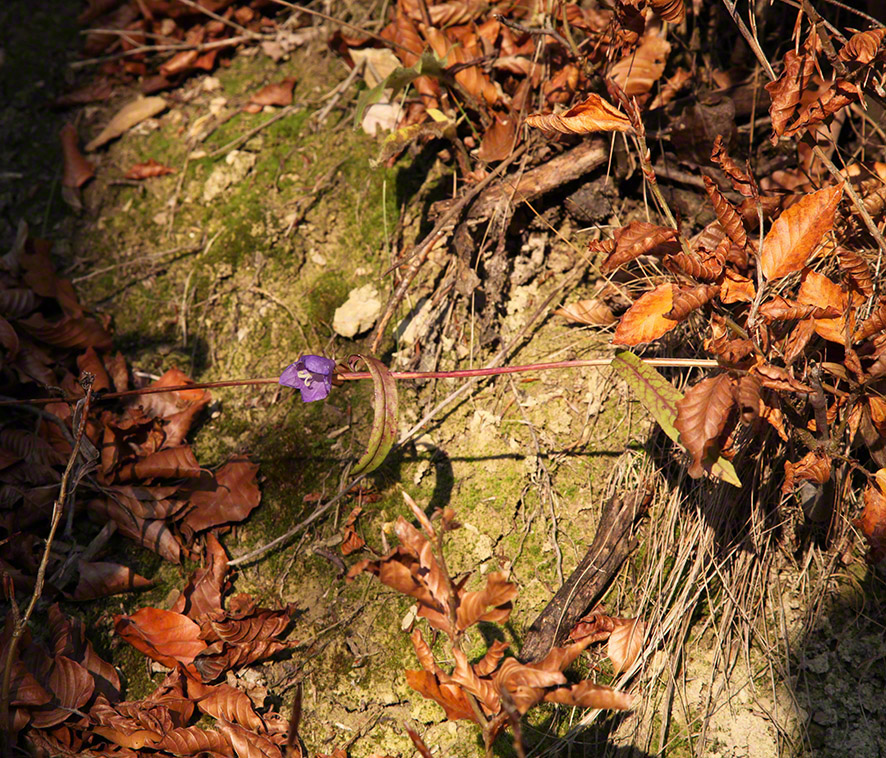 Wienerwald-Wanderweg im Herbst
