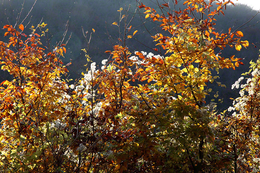 Wienerwald-Wanderweg im Herbst