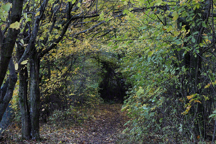 Wienerwald-Wanderweg im Herbst