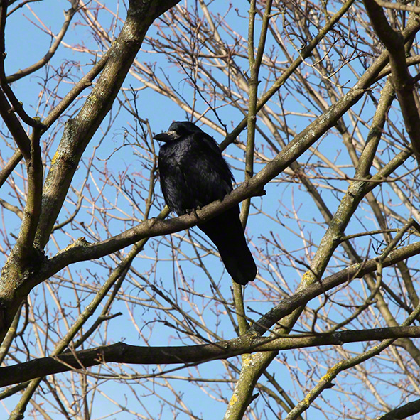 Perchtoldsdorfer Heide