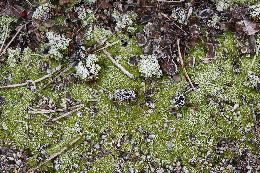 Perchtoldsdorfer Heide