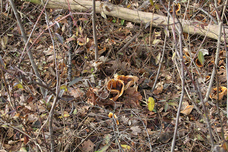 Perchtoldsdorfer Heide