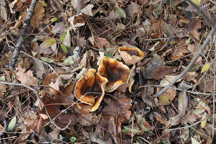 Perchtoldsdorfer Heide