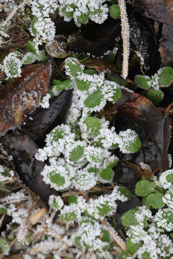 Perchtoldsdorfer Heide