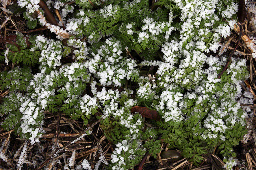 Perchtoldsdorfer Heide