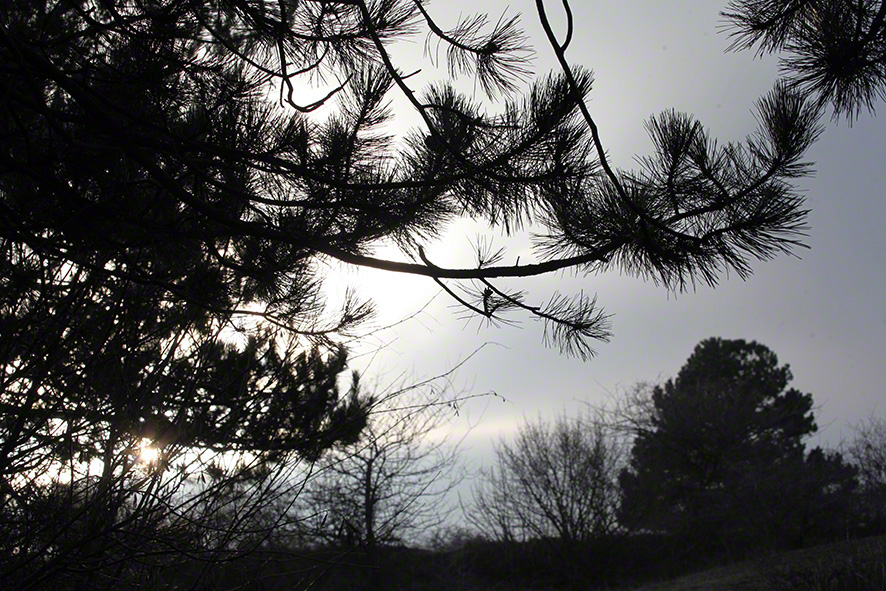 Perchtoldsdorfer Heide