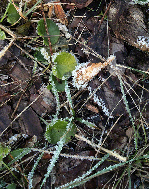 Perchtoldsdorfer Heide