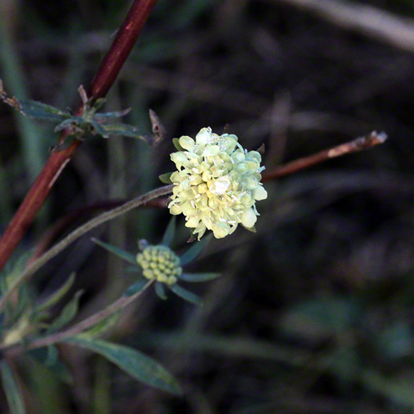 Perchtoldsdorfer Heide