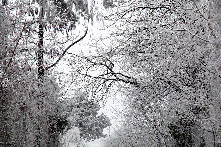Perchtoldsdorfer Heide