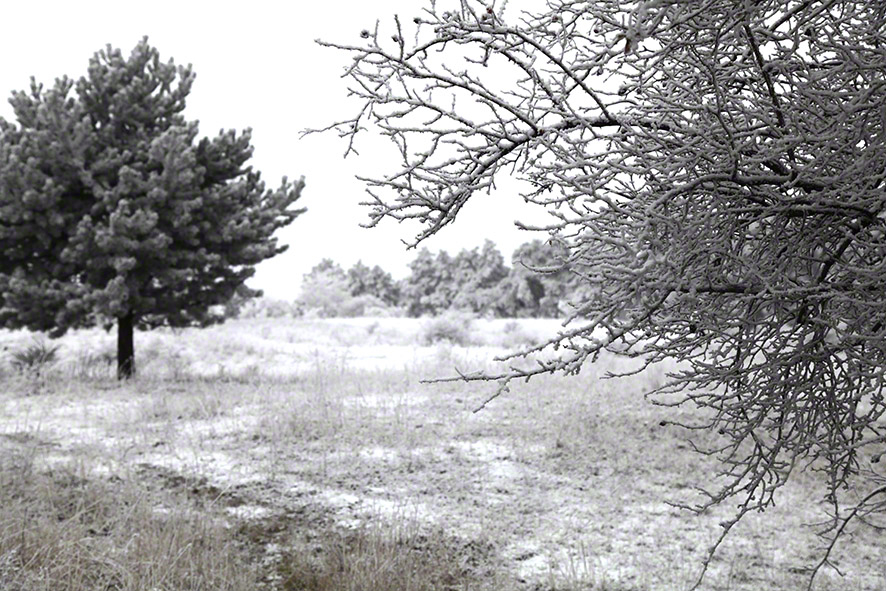 Perchtoldsdorfer Heide