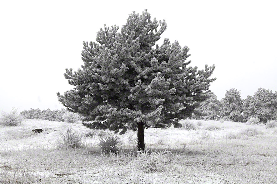 Perchtoldsdorfer Heide