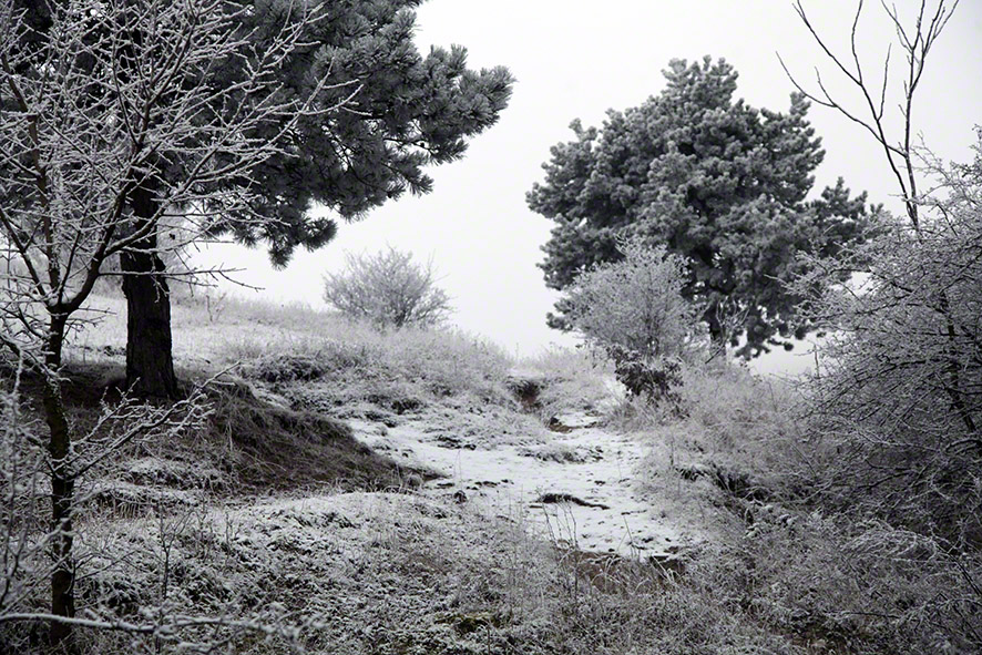 Perchtoldsdorfer Heide