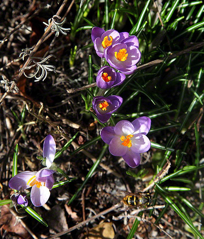 Krokus