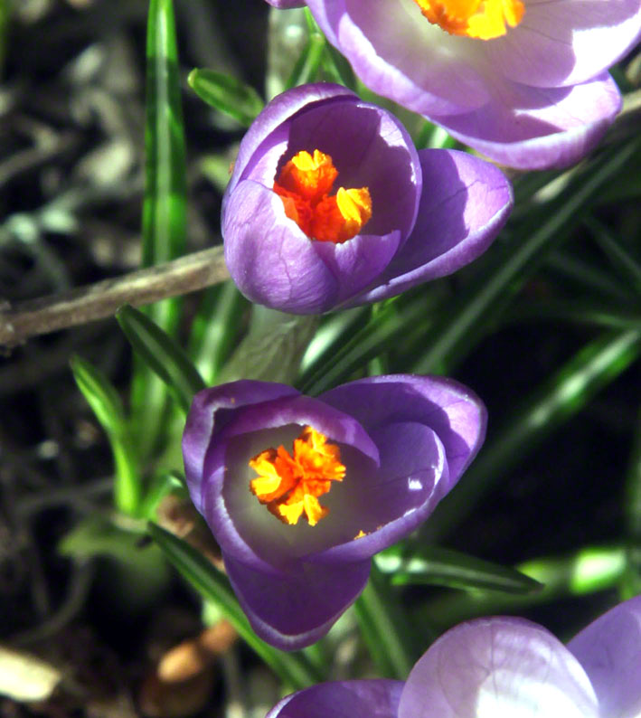 Krokus