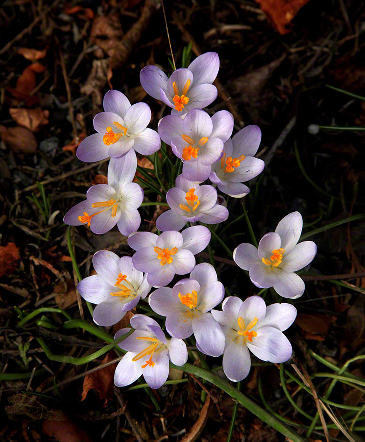 Krokus