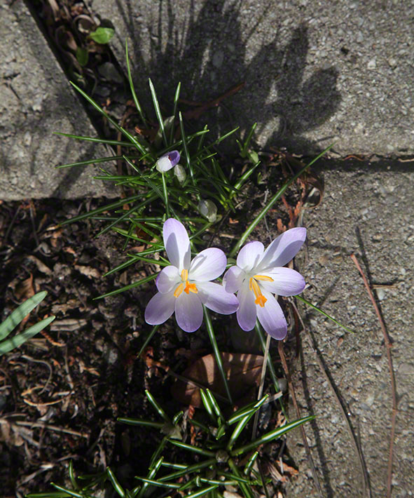 Krokus