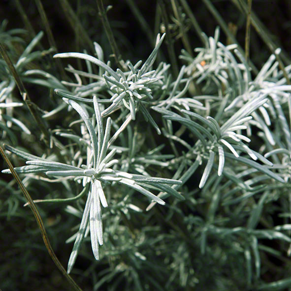 Lavendel