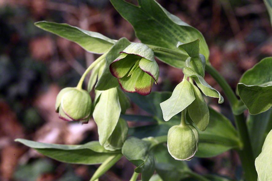 Wienerwald-2015-03-06-Sulzw-Kahlenb-Nieswurz