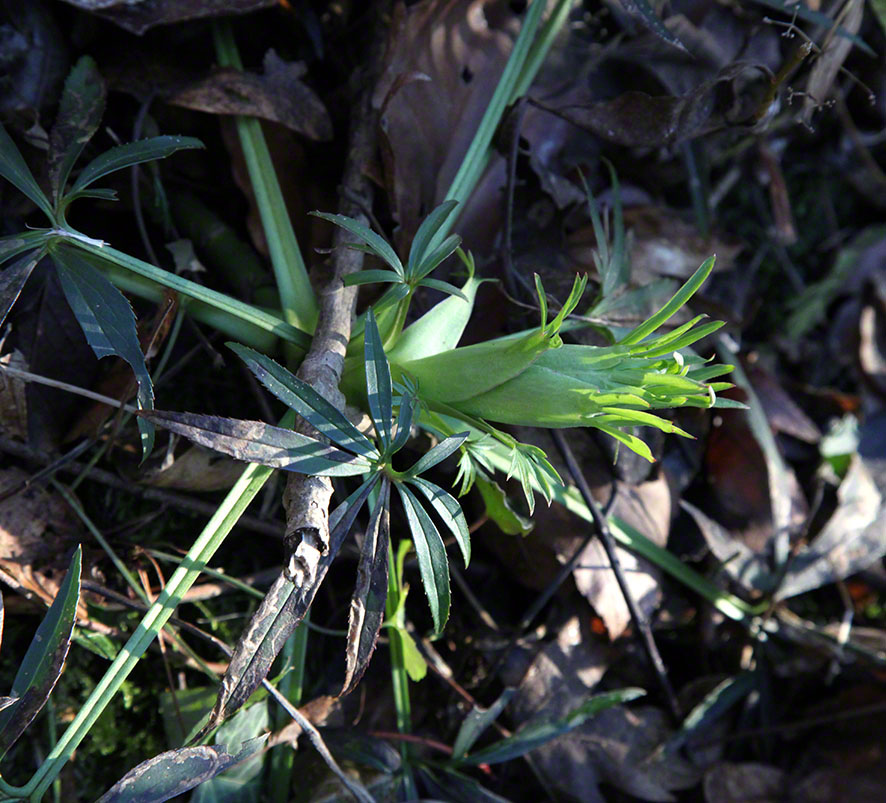Helleborus foetidus - stinkende Nieswurz