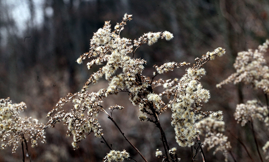 Kanadische Goldrute