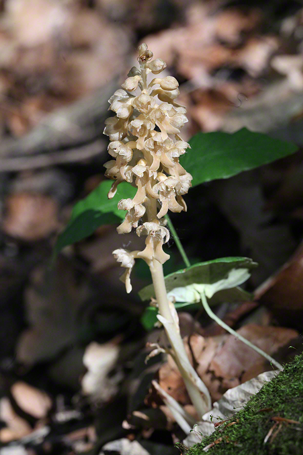 Vogel-Nestwurz - Neottia Nidus-avis