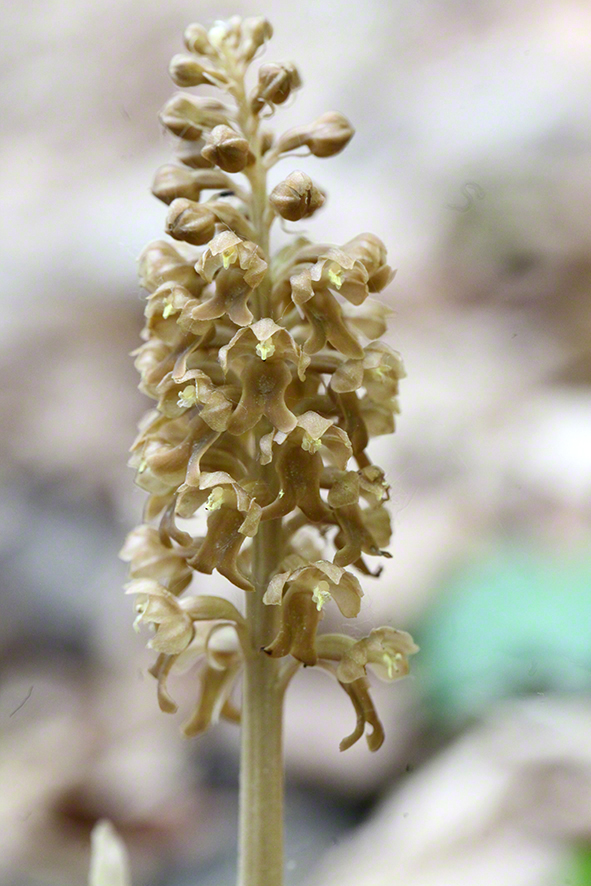 Vogel-Nestwurz - Neottia nidus-avis