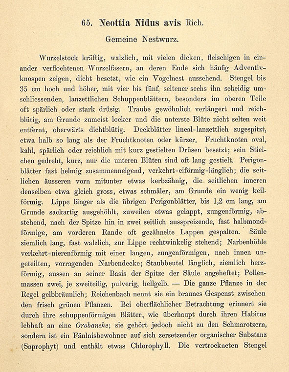 Vogel-Nestwurz - Neottia Nidus-avis