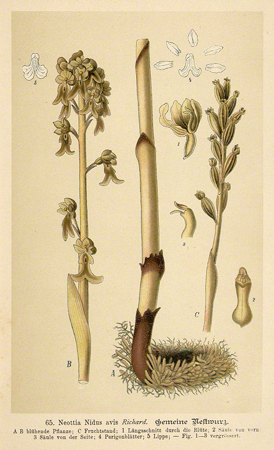 Vogel-Nestwurz - Neottia nidus-avis
