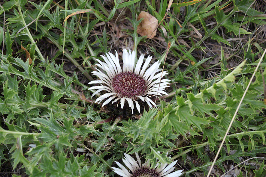 Distel in der Lobau, Rätsel 2017-08