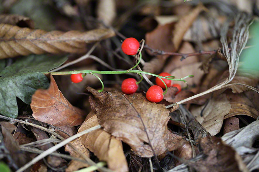 Maiglöckchen (Convalaria majalis)