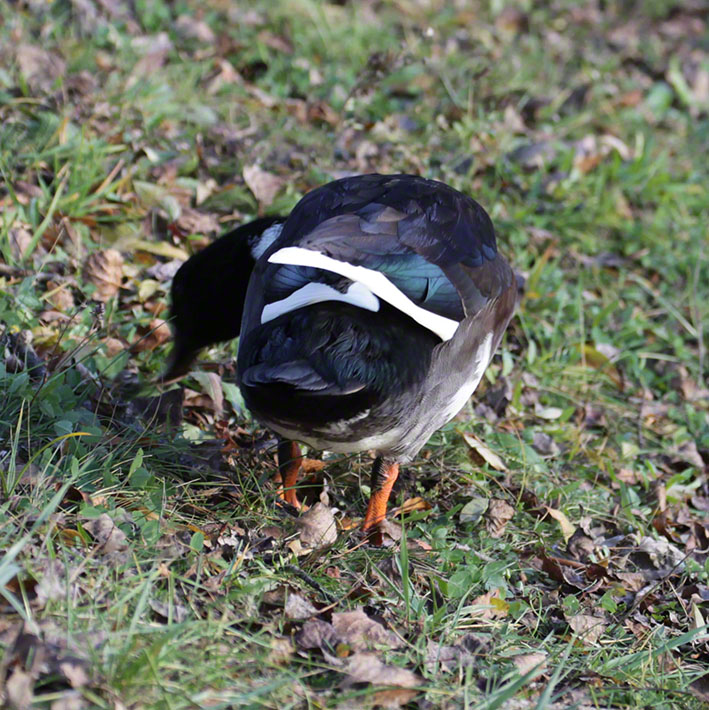 Ente am Naufahrtwasser